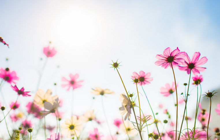 🌸 Primavera en Málaga y tu Colada: Mantén tu Ropa Perfecta en Mayo